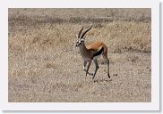 07IntoNgorongoro - 090 * Thompson's Gazelle.